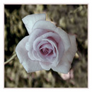 Rose 007
